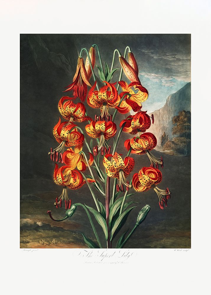 The Superb Lily from The Temple of Flora (1807) art print by Pictufy for $57.95 CAD