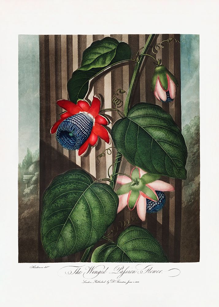 The Winged Passion-Flower from The Temple of Flora (1807) art print by Pictufy for $57.95 CAD