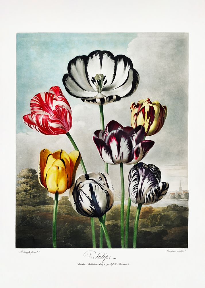 Tulips from The Temple of Flora (1807) art print by Pictufy for $57.95 CAD
