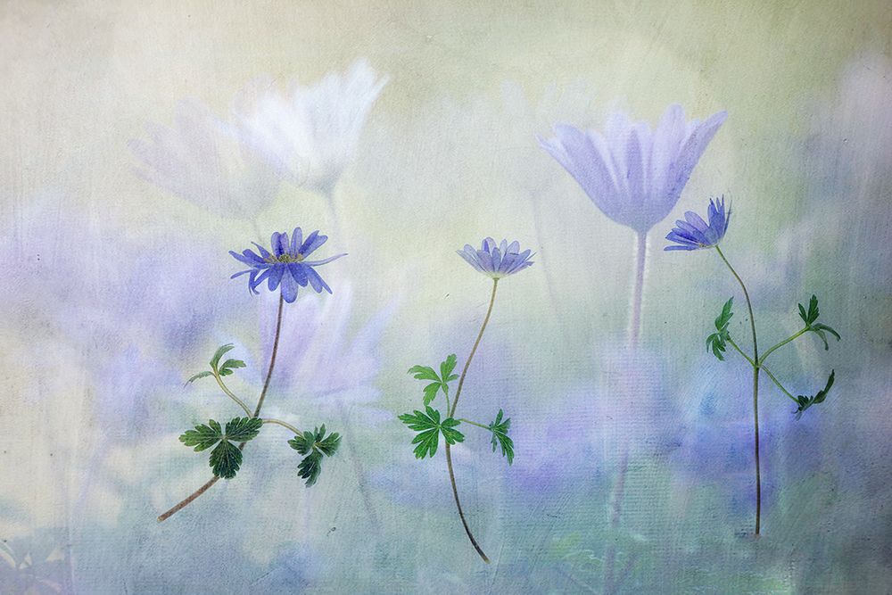 Swaying Their Heads On The Wind art print by van der Hilda for $57.95 CAD