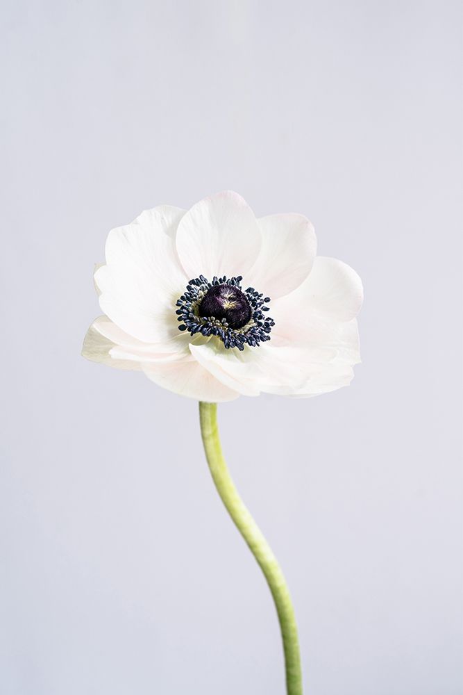Precious Anemone art print by uplusmestudio for $57.95 CAD