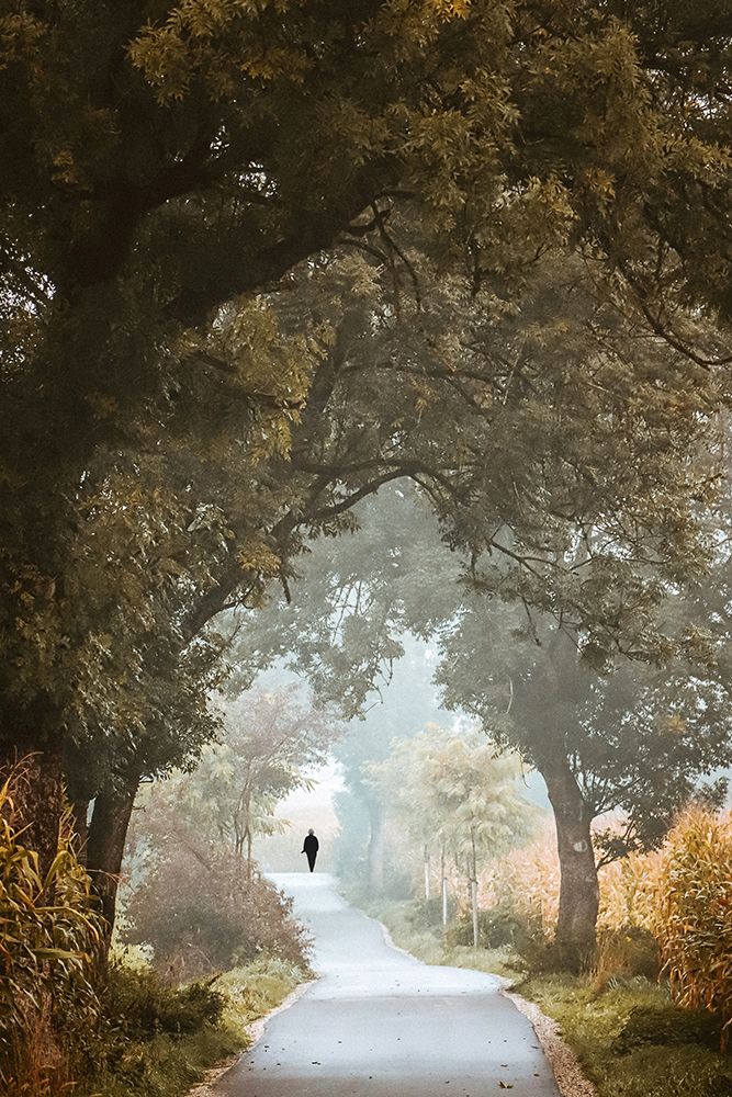 Forest Walk art print by Renate Wasinger for $57.95 CAD