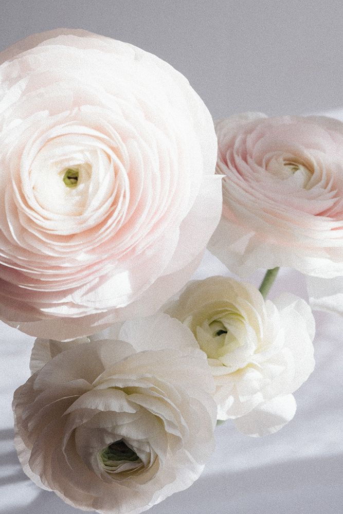 Soft Ranunculus art print by uplusmestudio for $57.95 CAD