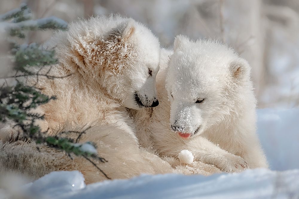 Polar Bear Siblings art print by Siyu and Wei for $57.95 CAD