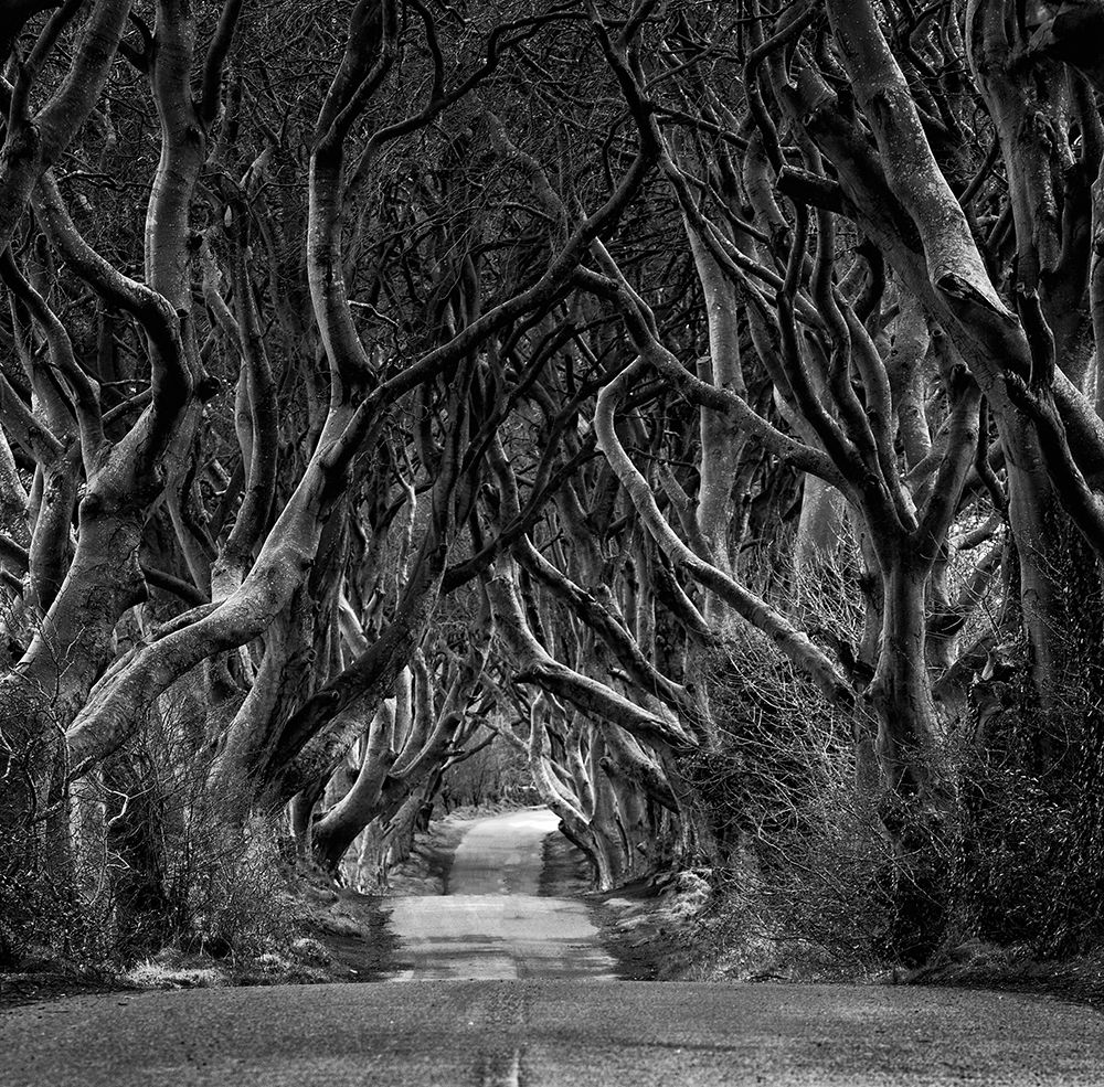 Black And White Photo Of Road Through The Dark Hedges art print by Eleonora Grigorjeva for $57.95 CAD