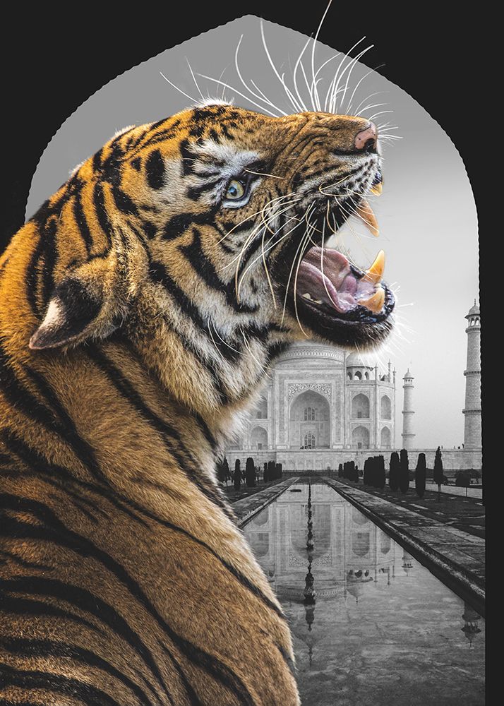 Bengali Stare art print by Fadil Roze for $57.95 CAD