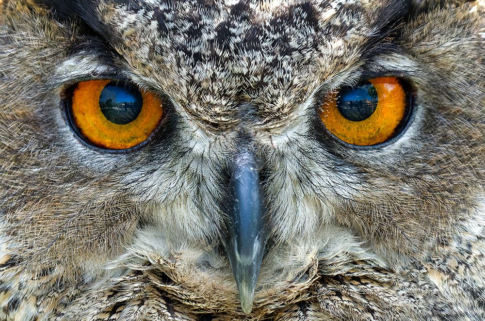 Look art print by Juan I. Cuadrado for $57.95 CAD