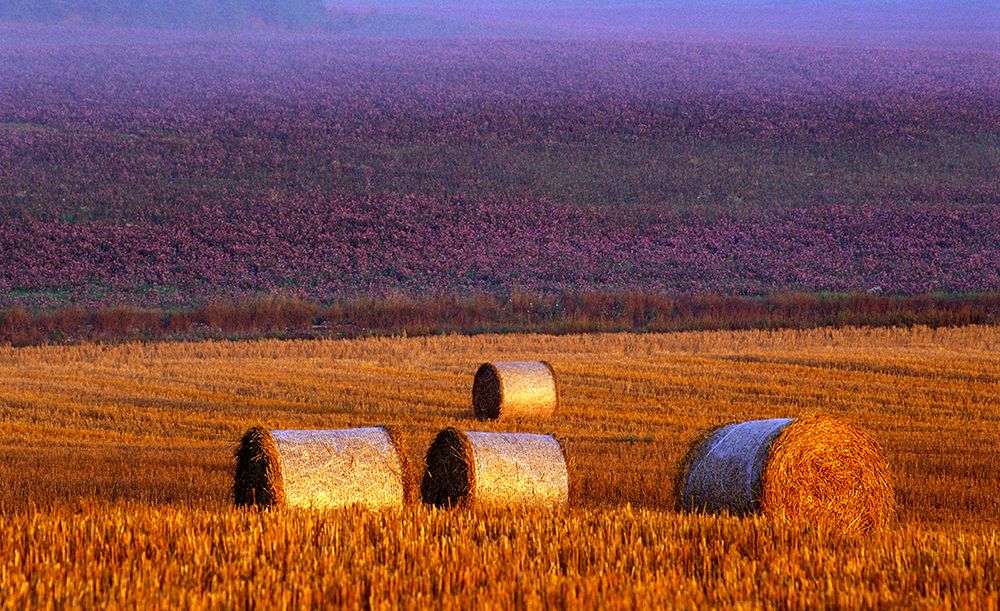 Farmers field art print by Allan Wallberg for $57.95 CAD