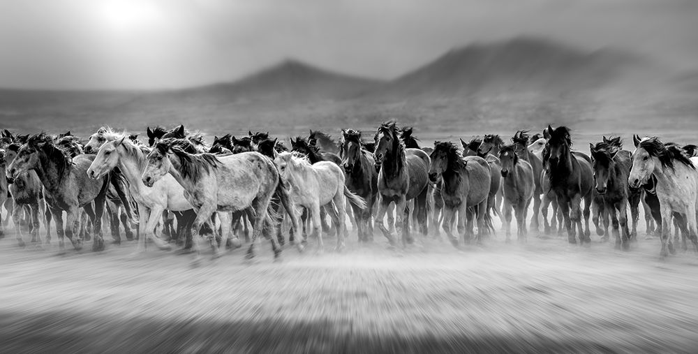 Wild Horses (Aka Yaplkap Atlarap) art print by Mustafa Ozturk for $57.95 CAD