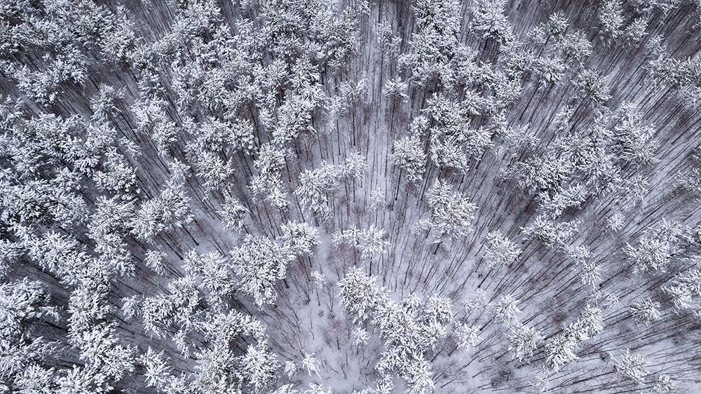 Trees Under Snow art print by Eser Karadag for $57.95 CAD
