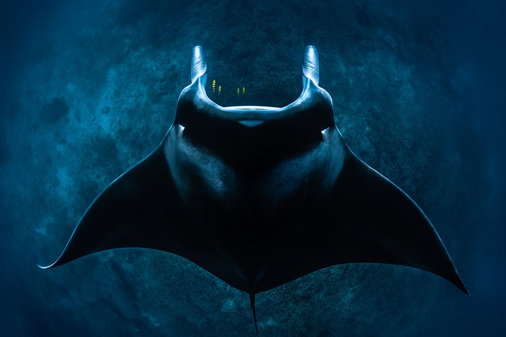 Mobula Alfredi art print by Barathieu Gabriel for $57.95 CAD