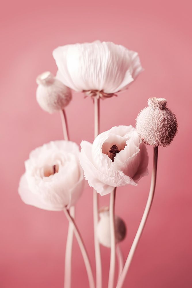 White Poppy On Pink Background art print by Treechild for $57.95 CAD