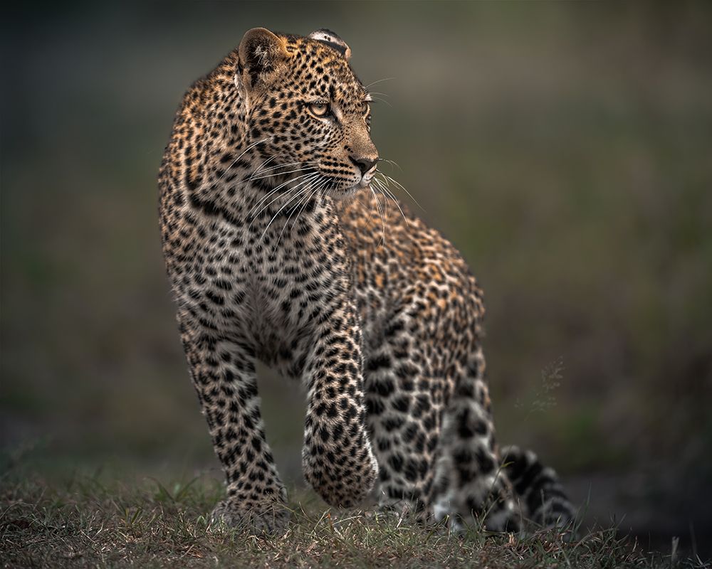 Spots art print by Ahmed Sobhi for $57.95 CAD