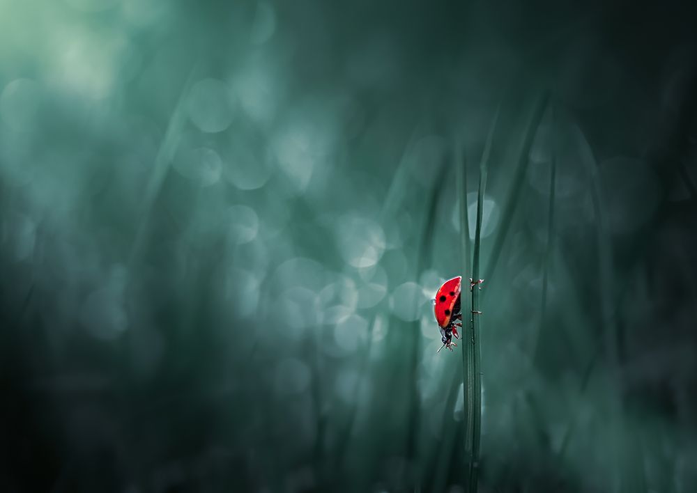 Lonely Walk art print by Atul Saluja for $57.95 CAD