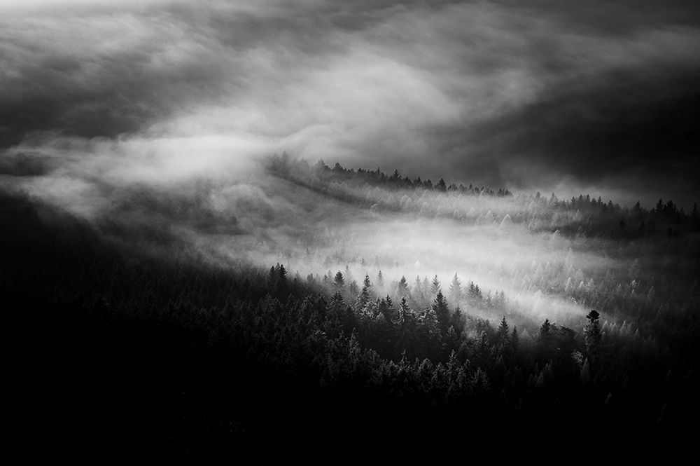Forest art print by Rado Gadoczi for $57.95 CAD