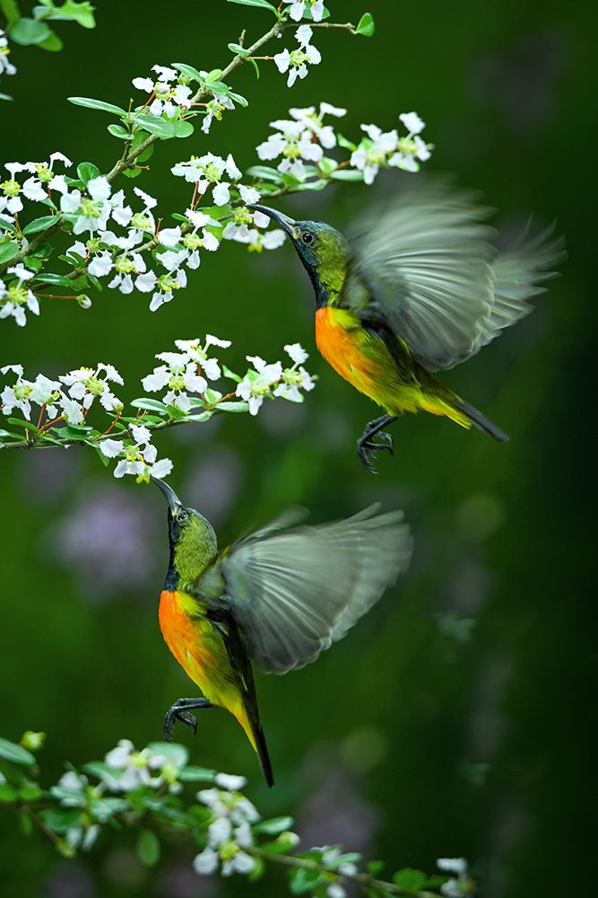 Twin art print by Ajar Setiadi for $57.95 CAD