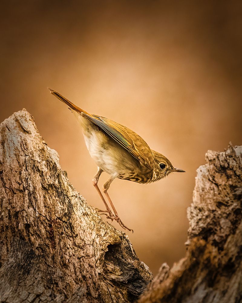 Hermit Thrush art print by Xiao Cai for $57.95 CAD