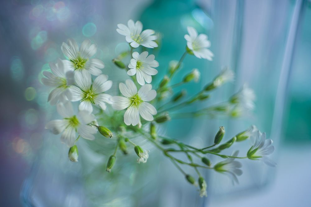 White Spring art print by Shihya for $57.95 CAD
