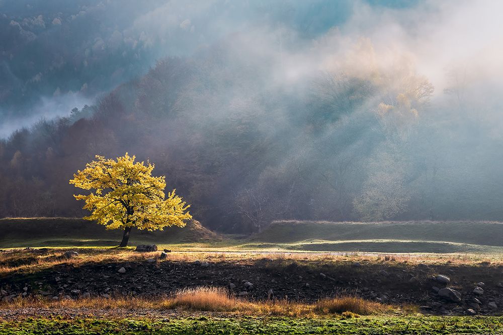 October Light art print by Sebastian Prioteasa for $57.95 CAD