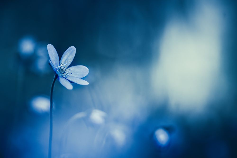 Blueish Morning art print by Ulrike Eisenmann for $57.95 CAD