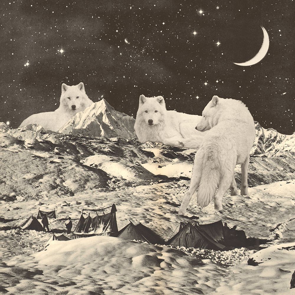 Giant White Wolves art print by Florent Bodart for $57.95 CAD
