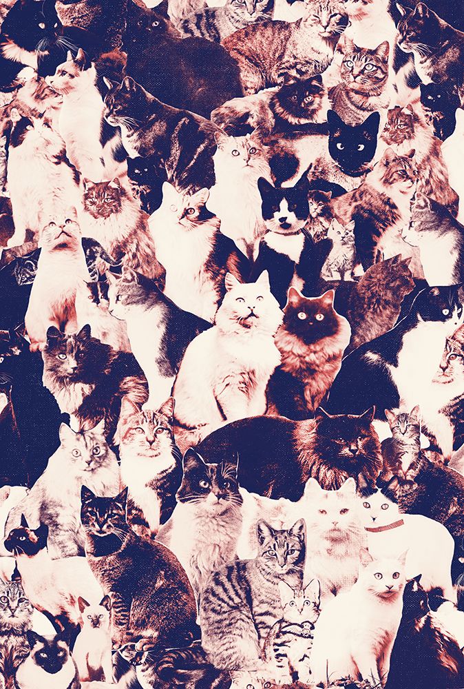 Cats Forever art print by Florent Bodart for $57.95 CAD