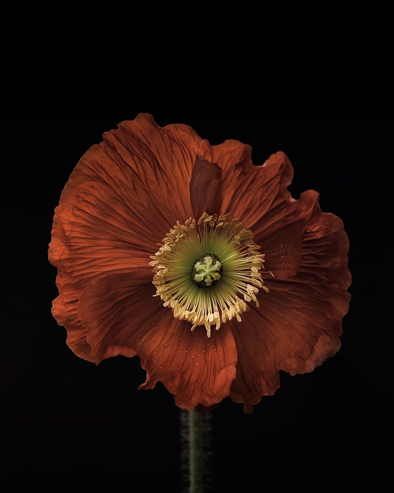 Poppy art print by Lotte Gronkjar for $57.95 CAD