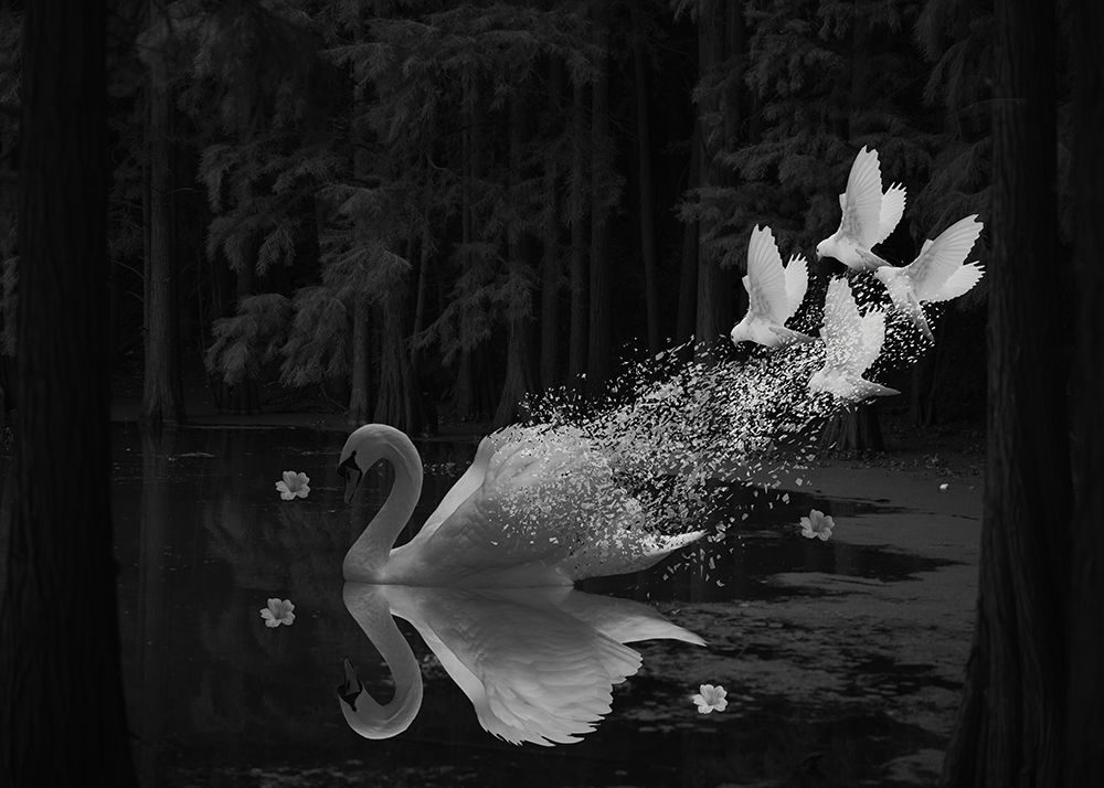 Swan art print by Salome Zhividze for $57.95 CAD