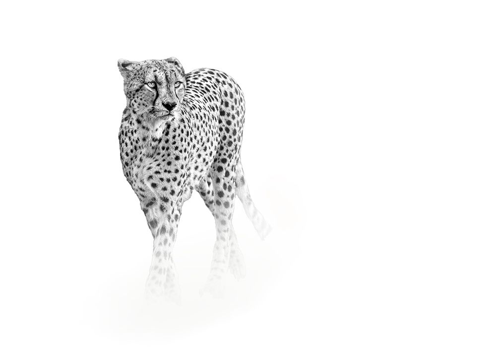 On prowl art print by Anita Singh for $57.95 CAD