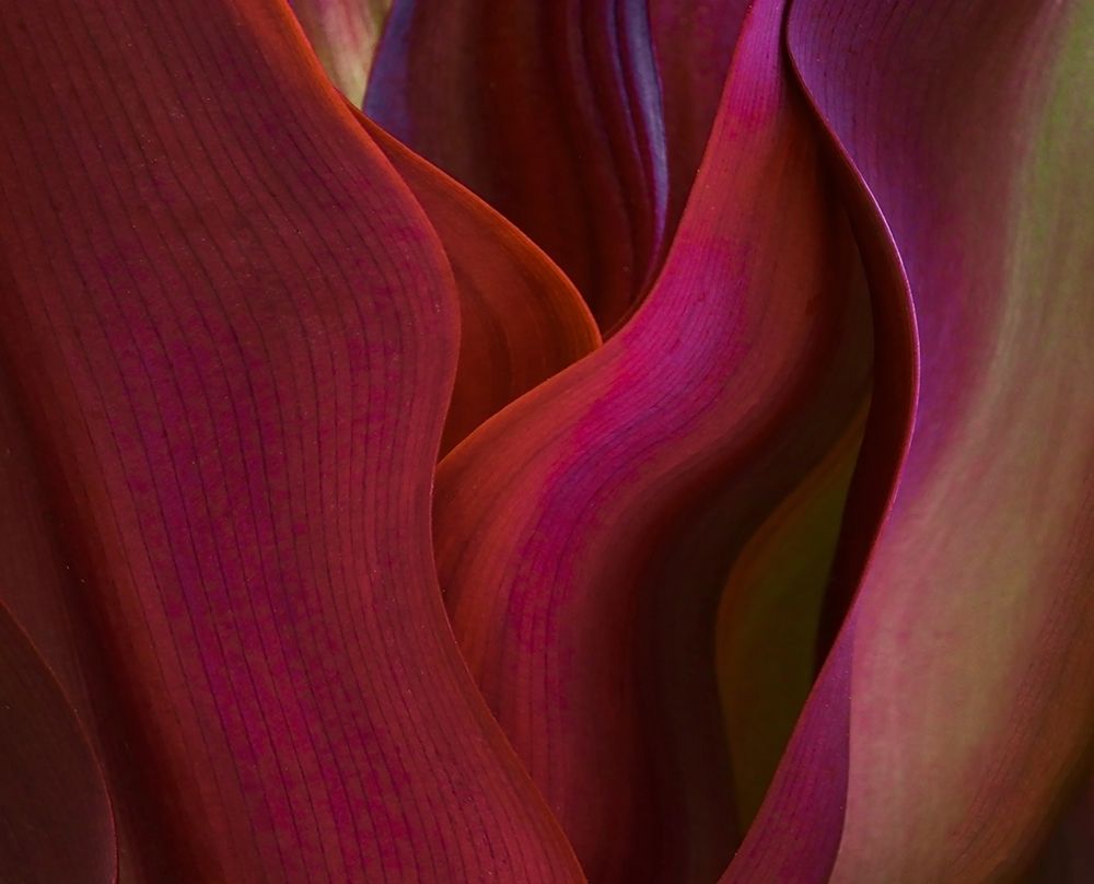 Shades Of Maui In Spring art print by Robin Wechsler for $57.95 CAD