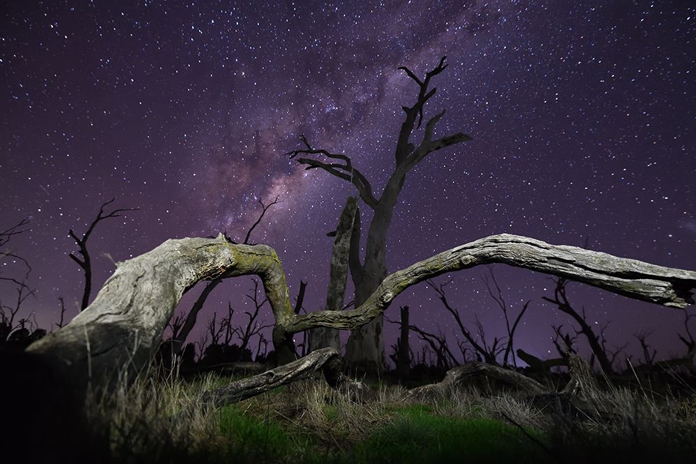 Milky Way Over Dead Trees art print by Zhaonian Zhou for $57.95 CAD