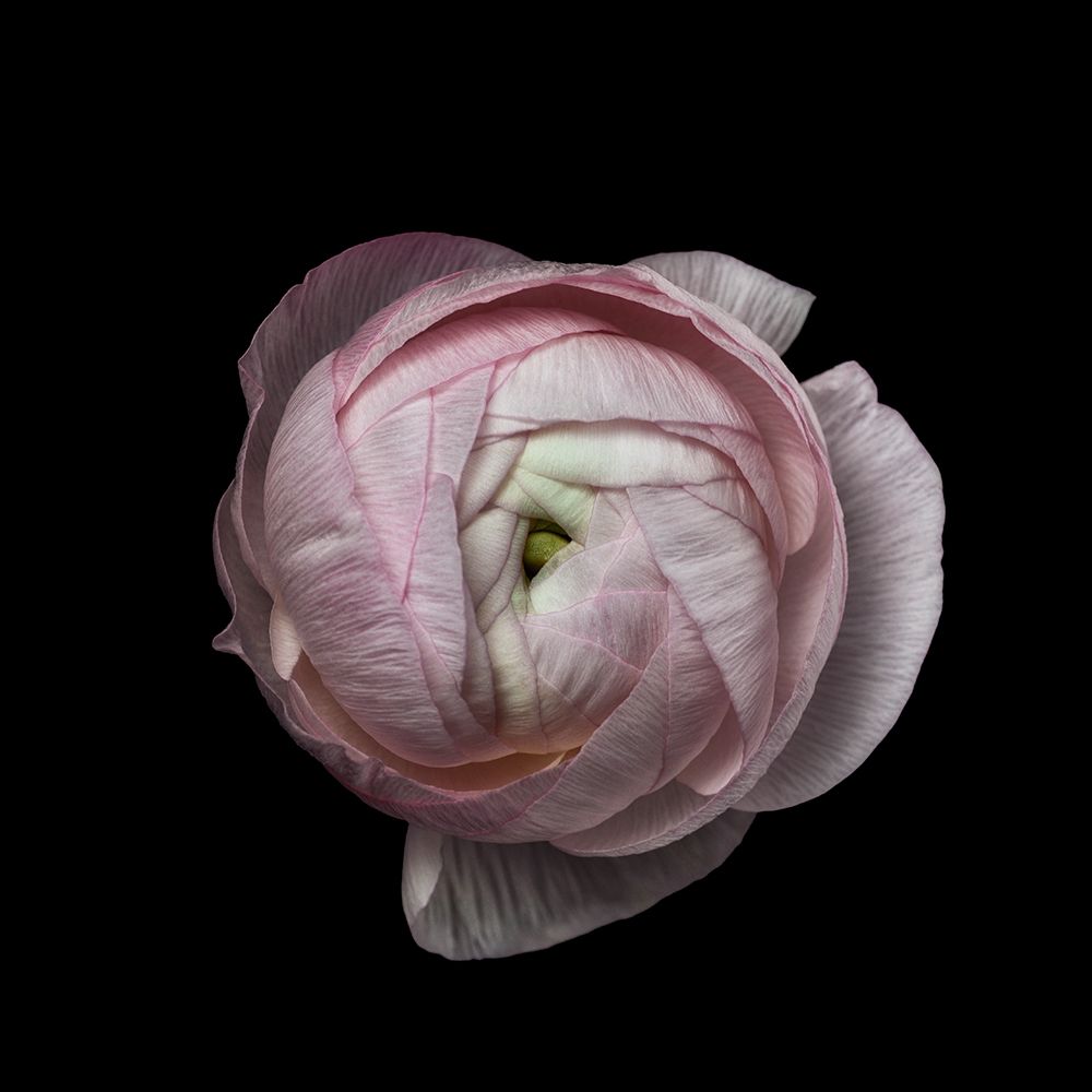 Flower Portrait art print by Lotte Gronkjar for $57.95 CAD