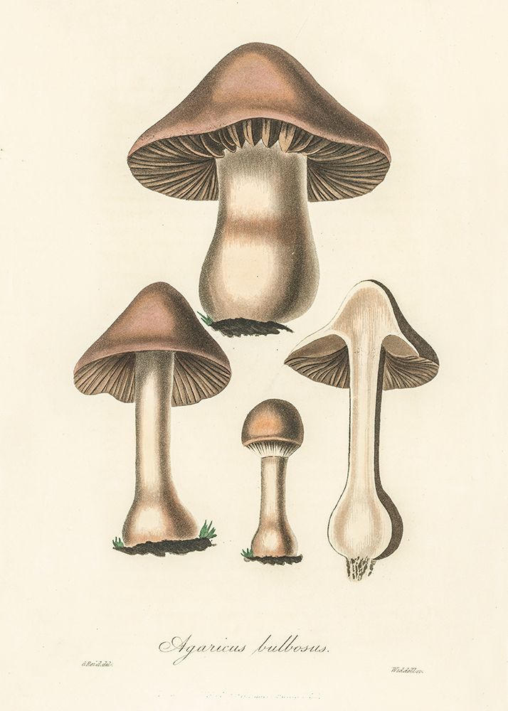 Agaricus Bulbosus Illustration. Medical Botany 1836 art print by Pictufy for $57.95 CAD
