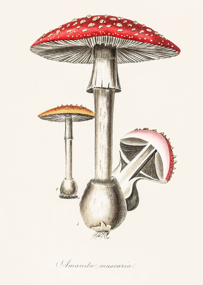 Amanita Muscaria Illustration. Medical Botany 1836 art print by Pictufy for $57.95 CAD