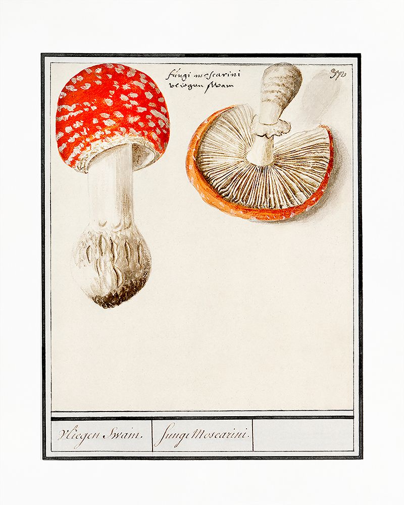 Fly Agaric, Amanita Muscaria art print by Pictufy for $57.95 CAD