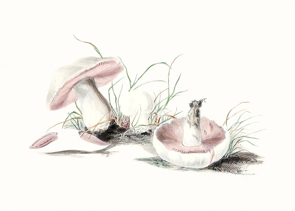 Hand Drawn Field Mushroom art print by Pictufy for $57.95 CAD