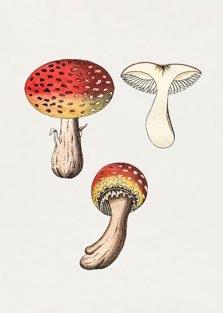 Hand Drawn Fly Agaric Mushroom art print by Pictufy for $57.95 CAD