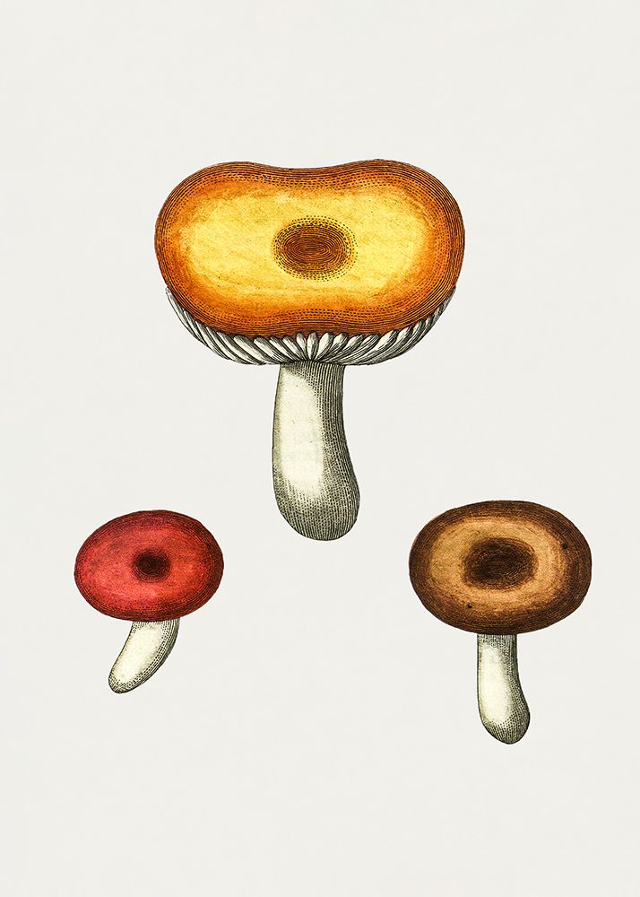 Hand Drawn Galerina Mushroom art print by Pictufy for $57.95 CAD