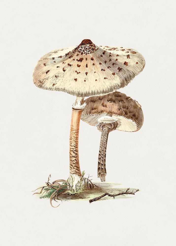 Hand Drawn Parasol Mushroom art print by Pictufy for $57.95 CAD
