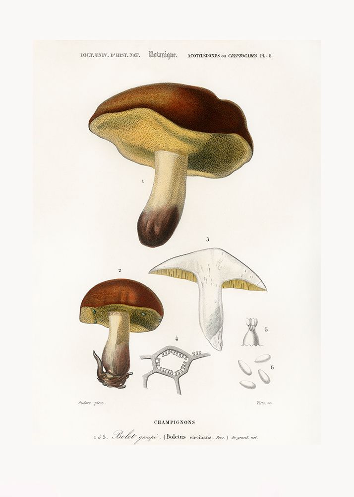 Mushroom (boletus Circinans) art print by Pictufy for $57.95 CAD