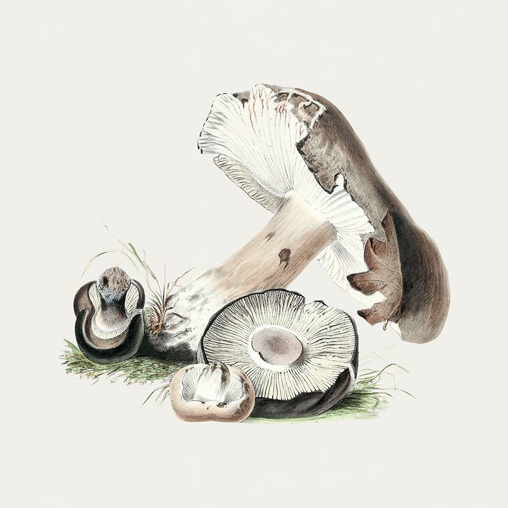Vintage Agaricus Augustus Mushroom art print by Pictufy for $57.95 CAD