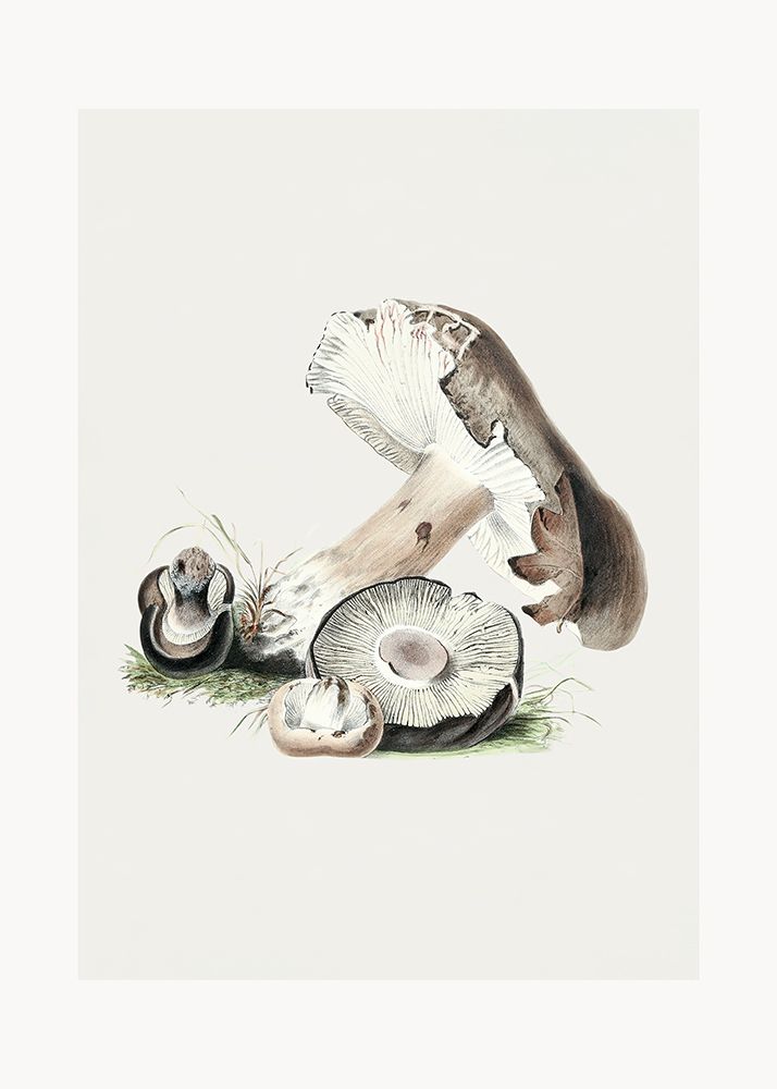 Vintage Agaricus Augustus Mushroom 50x70 art print by Pictufy for $57.95 CAD