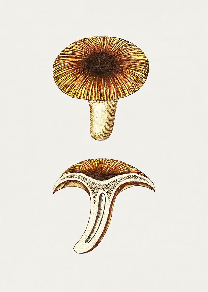 Vintage Chanterelles Edible Mushroom art print by Pictufy for $57.95 CAD