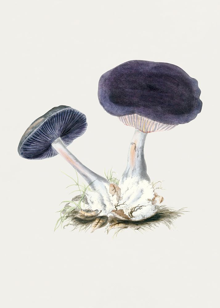 Vintage Violet Webcap Mushroom art print by Pictufy for $57.95 CAD