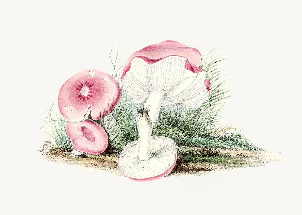 Vintage Russula Emetica Mushroom art print by Pictufy for $57.95 CAD