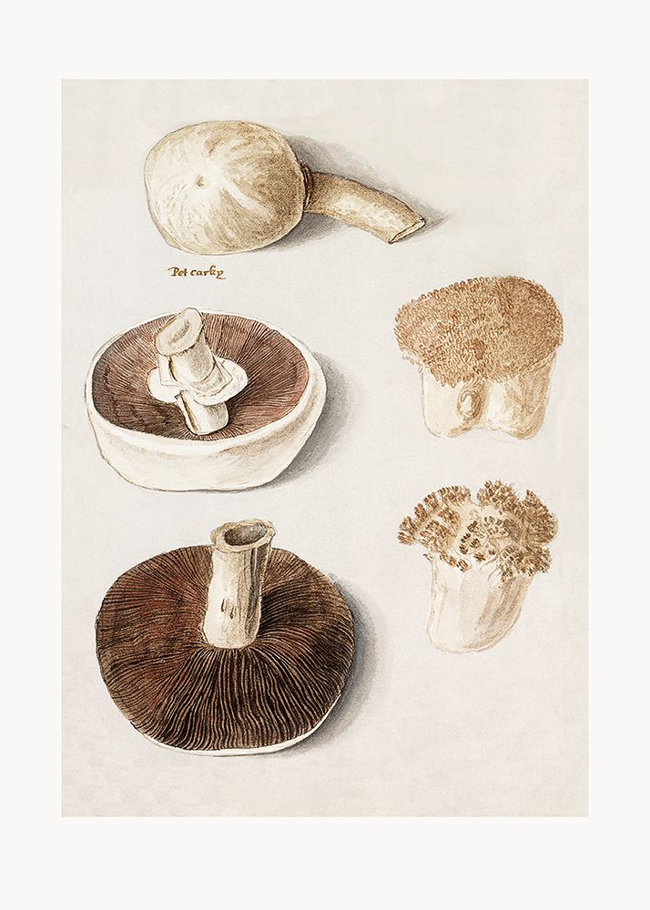 Common Meadow Mushroom, Agaricus Campestris Standing art print by Pictufy for $57.95 CAD