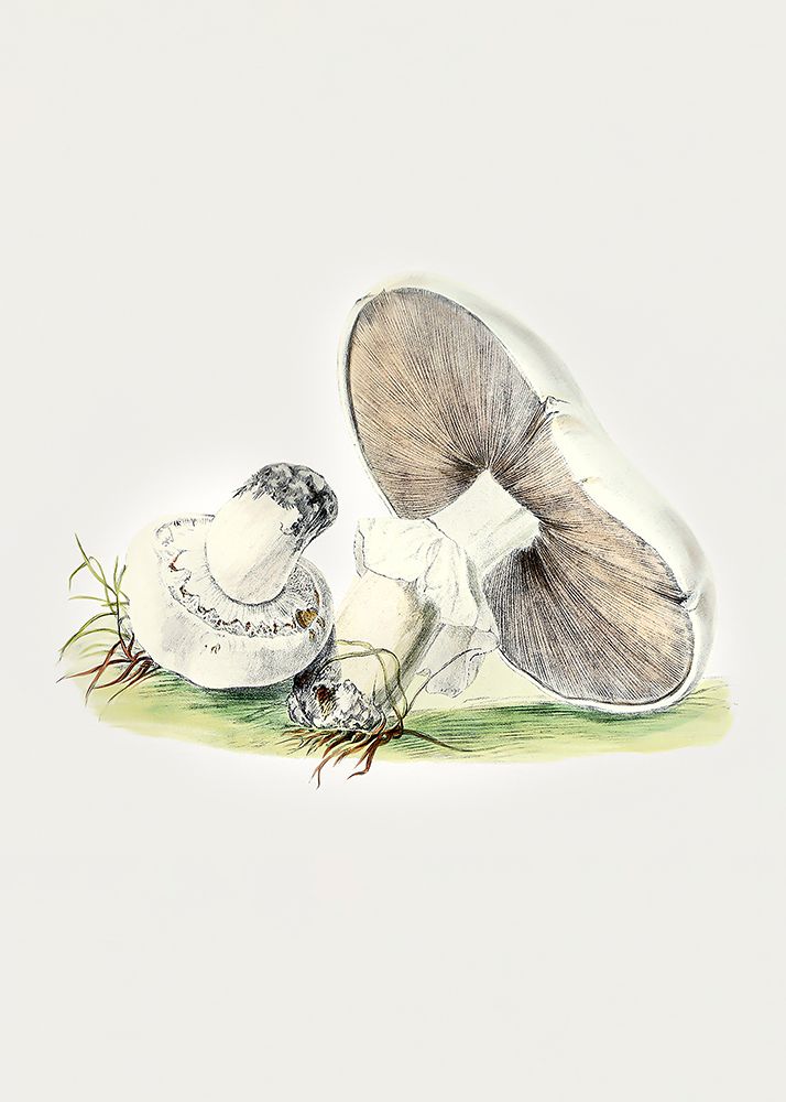 Hand Drawn Horse Mushroom Standing art print by Pictufy for $57.95 CAD