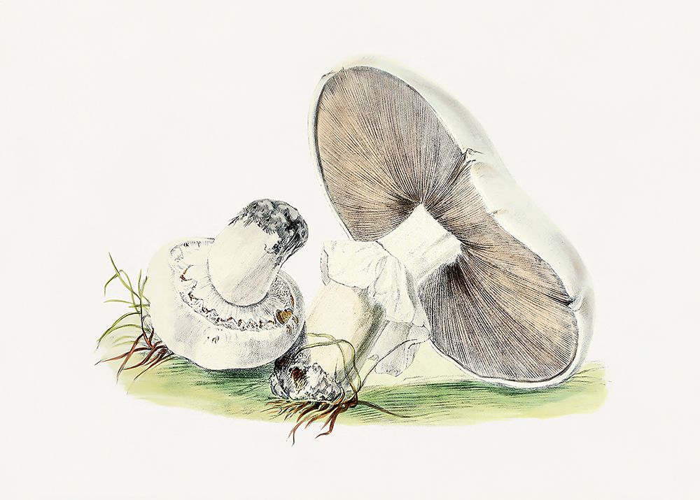 Hand Drawn Horse Mushroom art print by Pictufy for $57.95 CAD