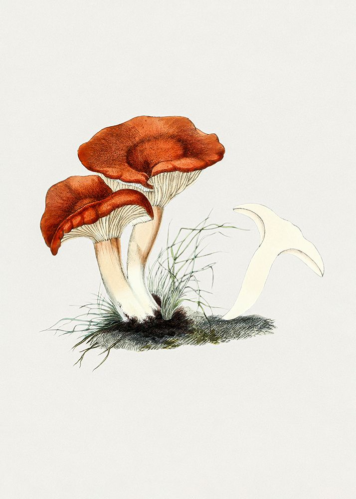 Hand Drawn Rufous Milkcap Mushroom art print by Pictufy for $57.95 CAD