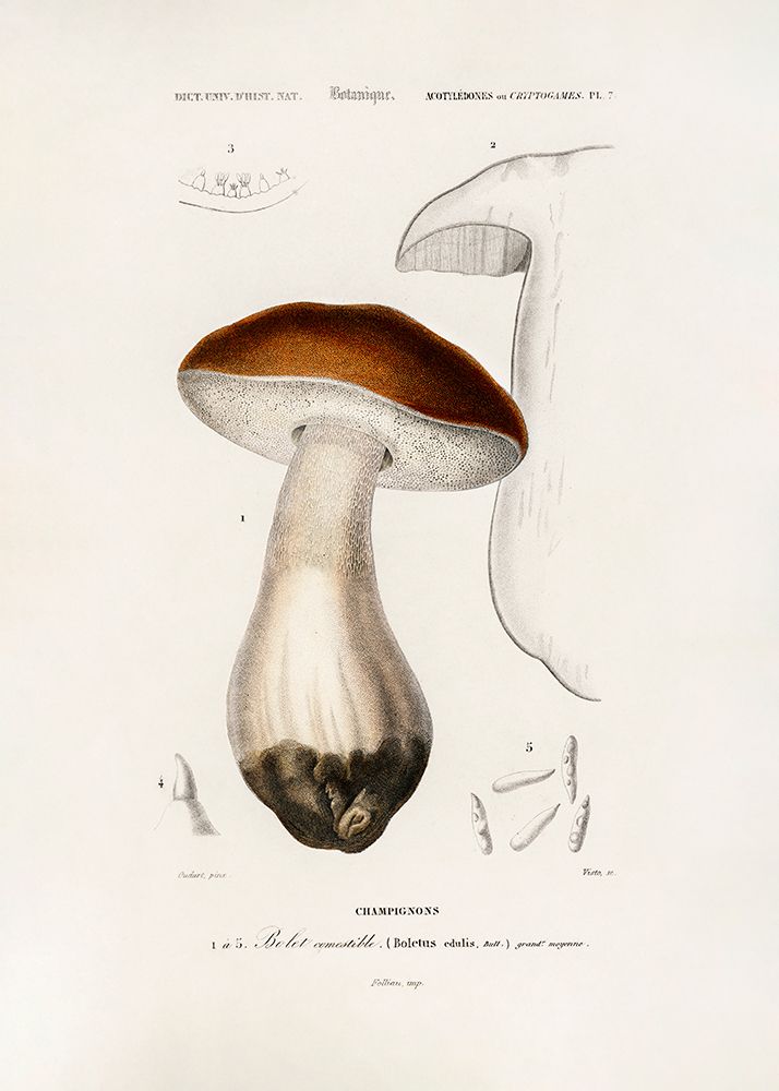 Penny Bun (boletus Edulis) art print by Pictufy for $57.95 CAD